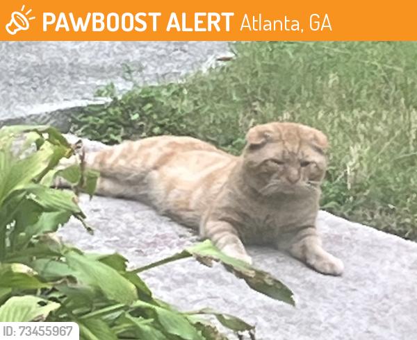 Found/Stray Unknown Cat last seen Hawkins St / Chappell Rd, Atlanta, GA 30314