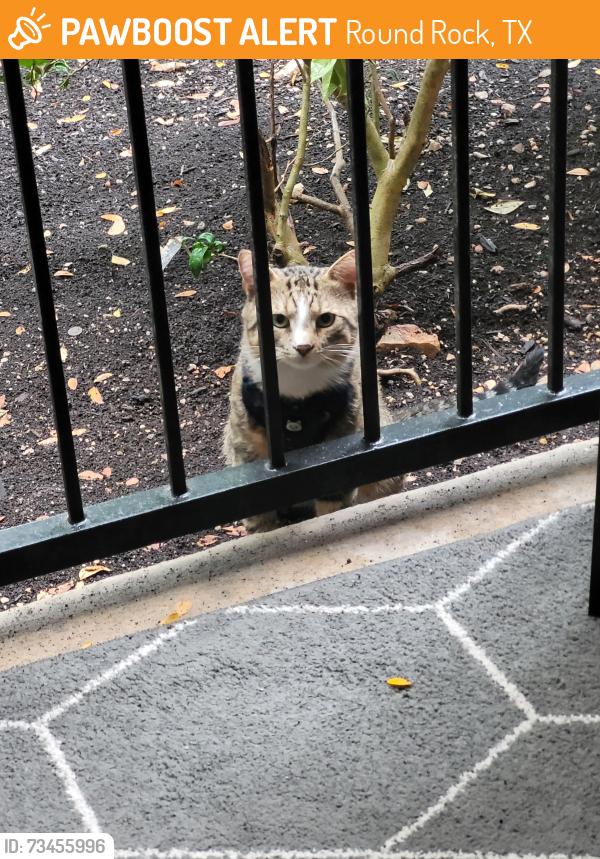 Found/Stray Unknown Cat last seen Maa Ashton Oaks apmts around bldg. 2, Round Rock, TX 78664