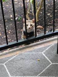Found/Stray Unknown Cat last seen Maa Ashton Oaks apmts around bldg. 2, Round Rock, TX 78664