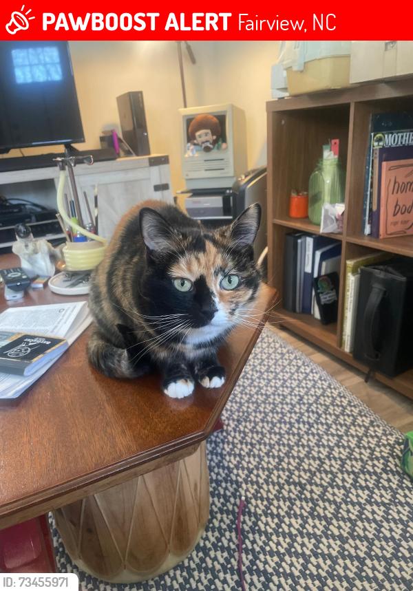 Lost Female Cat last seen Vehorn Rd, Fairview, NC, Fairview, NC 28730