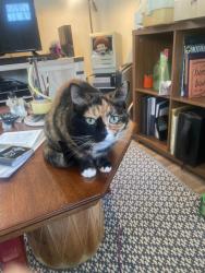 Lost Female Cat last seen Vehorn Rd, Fairview, NC, Fairview, NC 28730