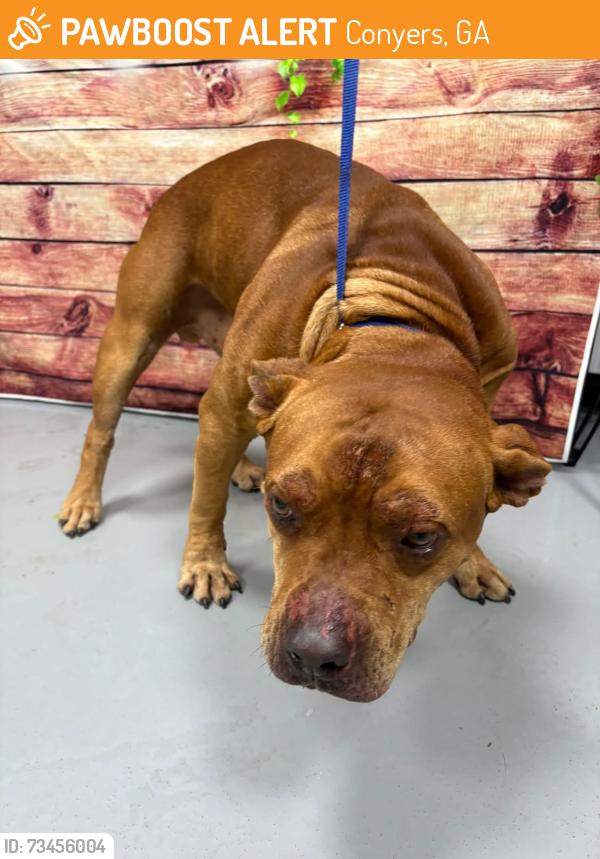 Found/Stray Unknown Dog last seen Located at Rockdale County Animal Service, 1506 Rockbridge Road, Conyers, GA 30012, Conyers, GA 30012