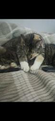 Lost Female Cat last seen Como and park, park and winter, Saint Paul, MN 55103