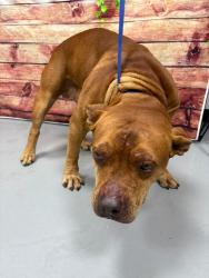 Found/Stray Unknown Dog last seen Located at Rockdale County Animal Service, 1506 Rockbridge Road, Conyers, GA 30012, Conyers, GA 30012