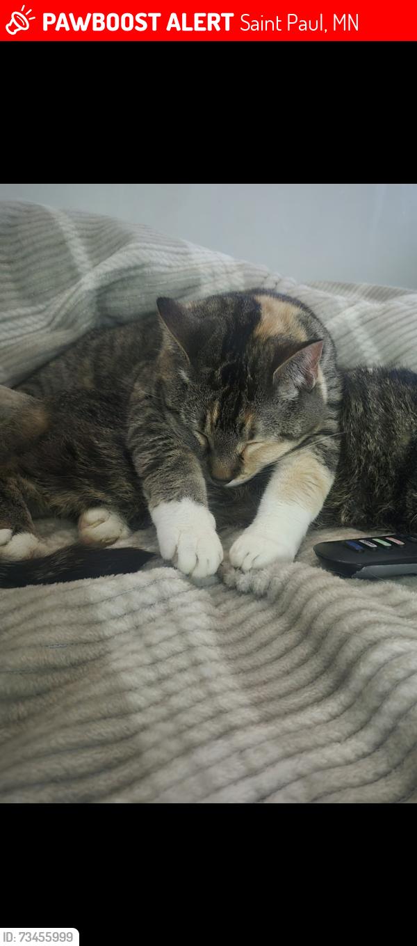 Lost Female Cat last seen Como and park, park and winter, Saint Paul, MN 55103