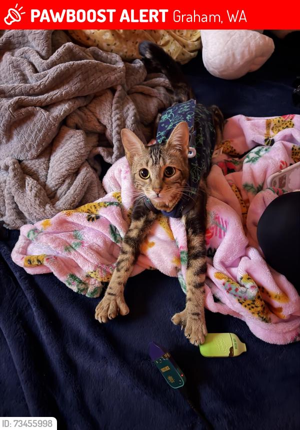 Lost Female Cat last seen Meridian @ 194th st, Graham, WA 98338