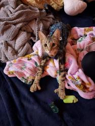Lost Female Cat last seen Meridian @ 194th st, Graham, WA 98338