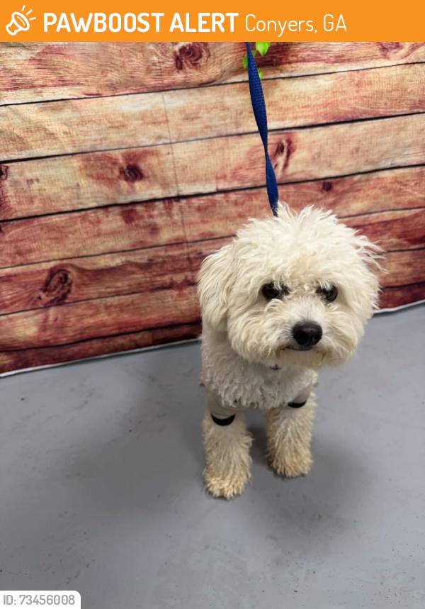 Found/Stray Unknown Dog last seen Located at Rockdale County Animal Service, 1506 Rockbridge Road, Conyers, GA 30012, Conyers, GA 30012