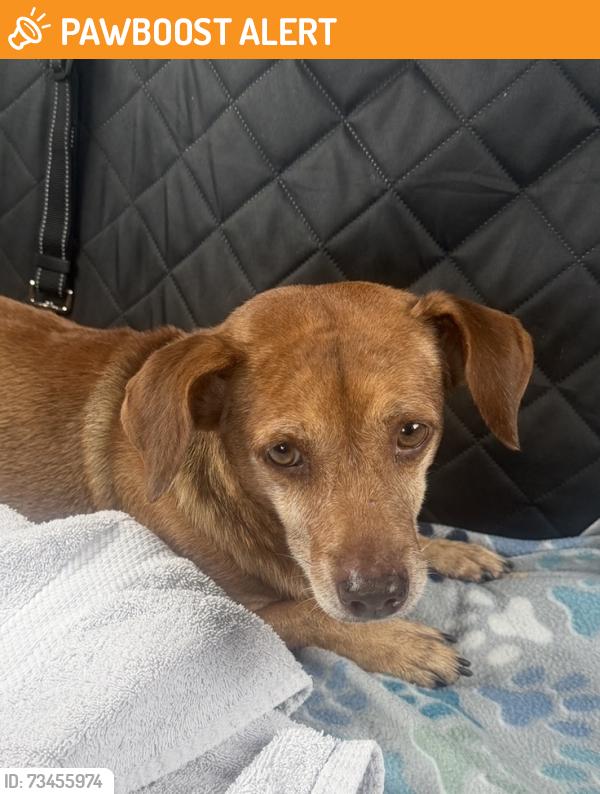 Found/Stray Male Dog last seen SW 344 St, Miami-Dade County, FL 33030