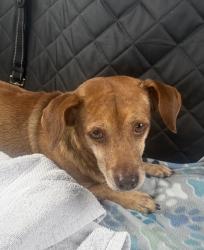Found/Stray Male Dog last seen SW 344 St, Miami-Dade County, FL 33030