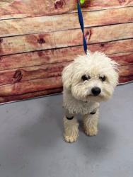 Found/Stray Unknown Dog last seen Located at Rockdale County Animal Service, 1506 Rockbridge Road, Conyers, GA 30012, Conyers, GA 30012