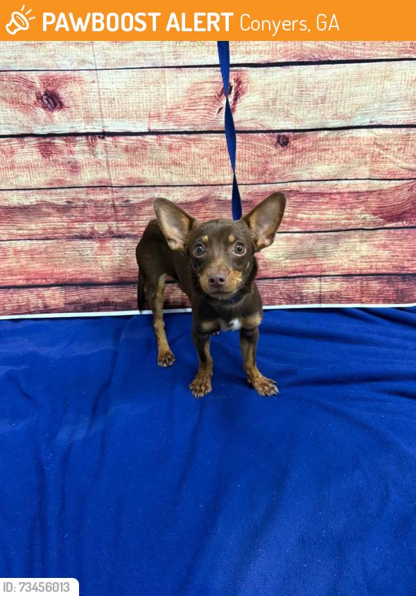 Found/Stray Unknown Dog last seen Located at Rockdale County Animal Service, 1506 Rockbridge Road, Conyers, GA 30012, Conyers, GA 30012