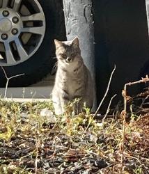 Found/Stray Unknown Cat last seen 120th and Fairfax, Thornton, CO 80241