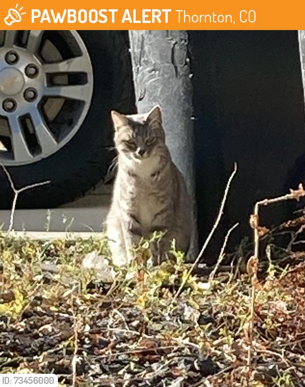 Found/Stray Unknown Cat last seen 120th and Fairfax, Thornton, CO 80241