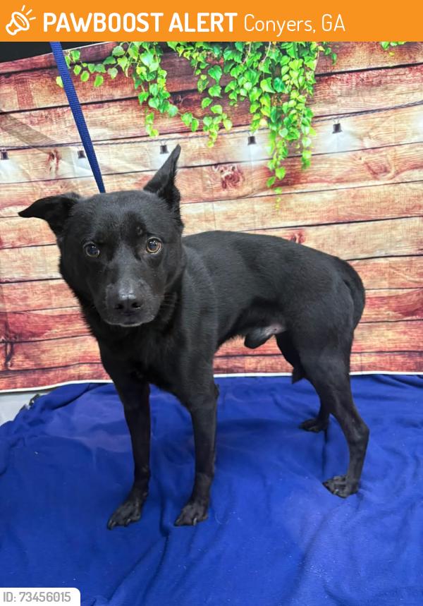 Found/Stray Unknown Dog last seen Located at Rockdale County Animal Service, 1506 Rockbridge Road, Conyers, GA 30012, Conyers, GA 30012