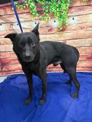 Found/Stray Unknown Dog last seen Located at Rockdale County Animal Service, 1506 Rockbridge Road, Conyers, GA 30012, Conyers, GA 30012