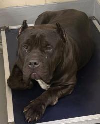 Found/Stray Unknown Dog last seen Located at Rockdale County Animal Service, 1506 Rockbridge Road, Conyers, GA 30012, Conyers, GA 30012