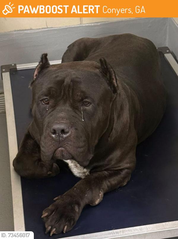Found/Stray Unknown Dog last seen Located at Rockdale County Animal Service, 1506 Rockbridge Road, Conyers, GA 30012, Conyers, GA 30012