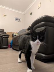 Reunited Female Cat last seen Hilly fields park, Greater London, England SE4 1JD