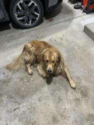 Reunited Male Dog last seen Crooked Lake and Lakewood Shores Drive Genoa Twp Michigan, Genoa Township, MI 48843