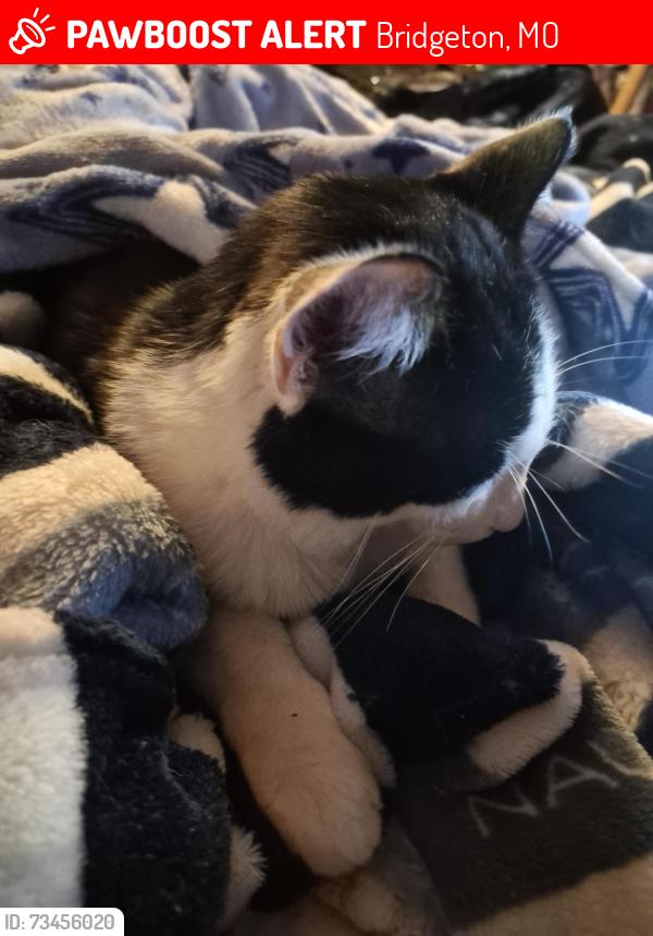 Lost Male Cat last seen Harmony ln & st Charles rock road, Bridgeton, MO 63044