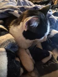 Lost Male Cat last seen Harmony ln & st Charles rock road, Bridgeton, MO 63044