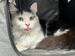 Found/Stray Male Cat last seen Morris Street and Deerfield, Cincinnati, OH 45206