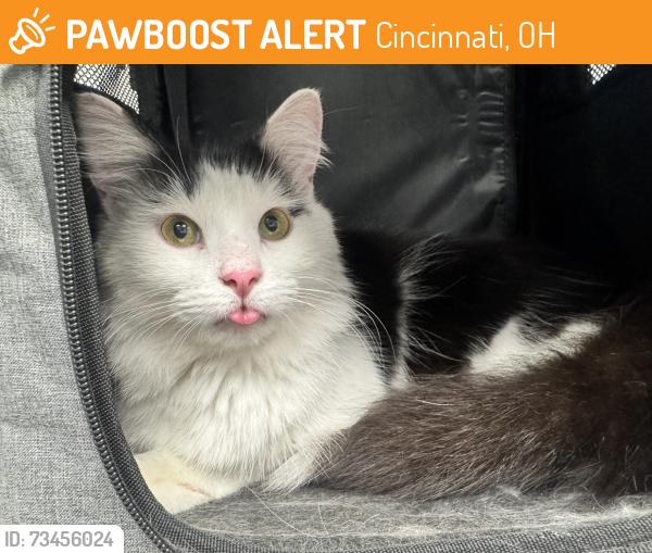 Found/Stray Male Cat last seen Morris Street and Deerfield, Cincinnati, OH 45206