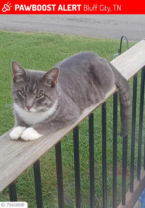 Lost Male Cat last seen Beaver Creek, Buffalo Road ext, Bluff City, TN 37618