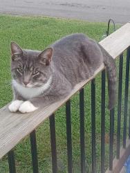 Lost Male Cat last seen Beaver Creek, Buffalo Road ext, Bluff City, TN 37618
