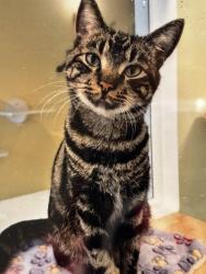 Reunited Male Cat last seen Cascade drive south, Mount Laurel Township, NJ 08054