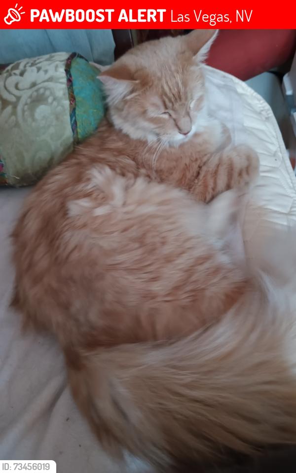 Lost Male Cat last seen Harris/McKnight/Effinger St, Las Vegas, NV 89101