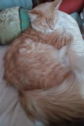 Lost Male Cat last seen Harris/McKnight/Effinger St, Las Vegas, NV 89101