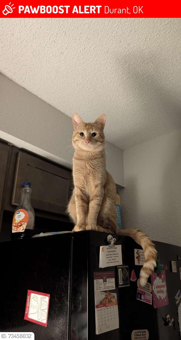 Lost Male Cat last seen West locust and 16th near the Choctaw police station, Durant, OK 74702