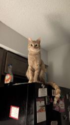 Lost Male Cat last seen West locust and 16th near the Choctaw police station, Durant, OK 74702