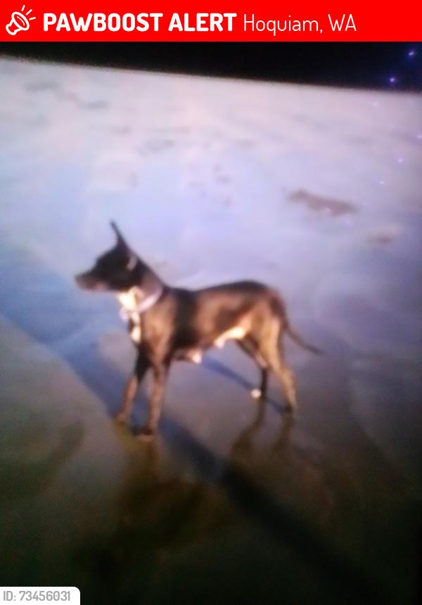 Lost Female Dog last seen C st, Hoquiam, WA 98550