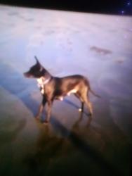 Lost Female Dog last seen C st, Hoquiam, WA 98550