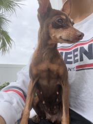 Reunited Female Dog last seen Off of 30th Ave East and 301, Bradenton, FL 34205