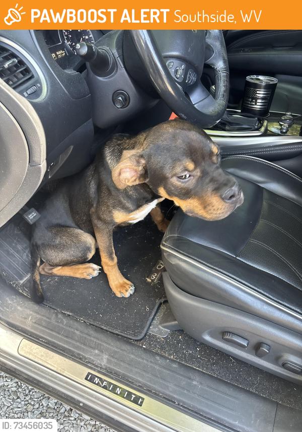 Found/Stray Male Dog last seen Cheif Cornstalk WMA shooting range, Southside, WV 25187