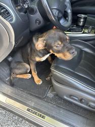 Found/Stray Male Dog last seen Cheif Cornstalk WMA shooting range, Southside, WV 25187