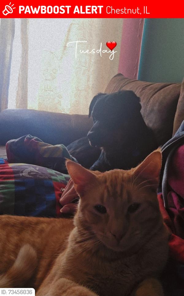 Lost Male Cat last seen beason Chestnut Water tower, Chestnut, IL 62518