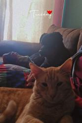 Lost Male Cat last seen beason Chestnut Water tower, Chestnut, IL 62518