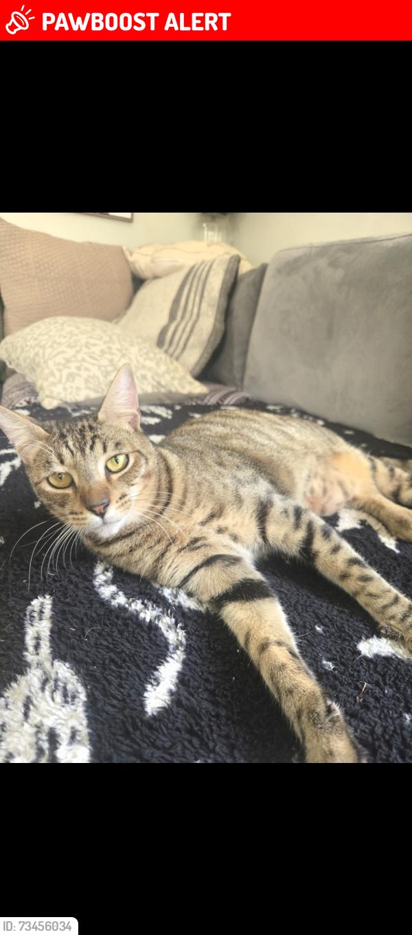 Lost Male Cat last seen Lake cavanaugh rd, hwy 530, Snohomish County, WA 98223
