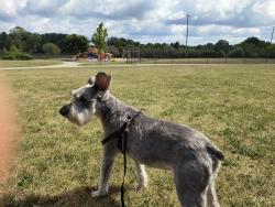 Reunited Male Dog last seen Millville and Davis lake road, Lapeer, MI 48446