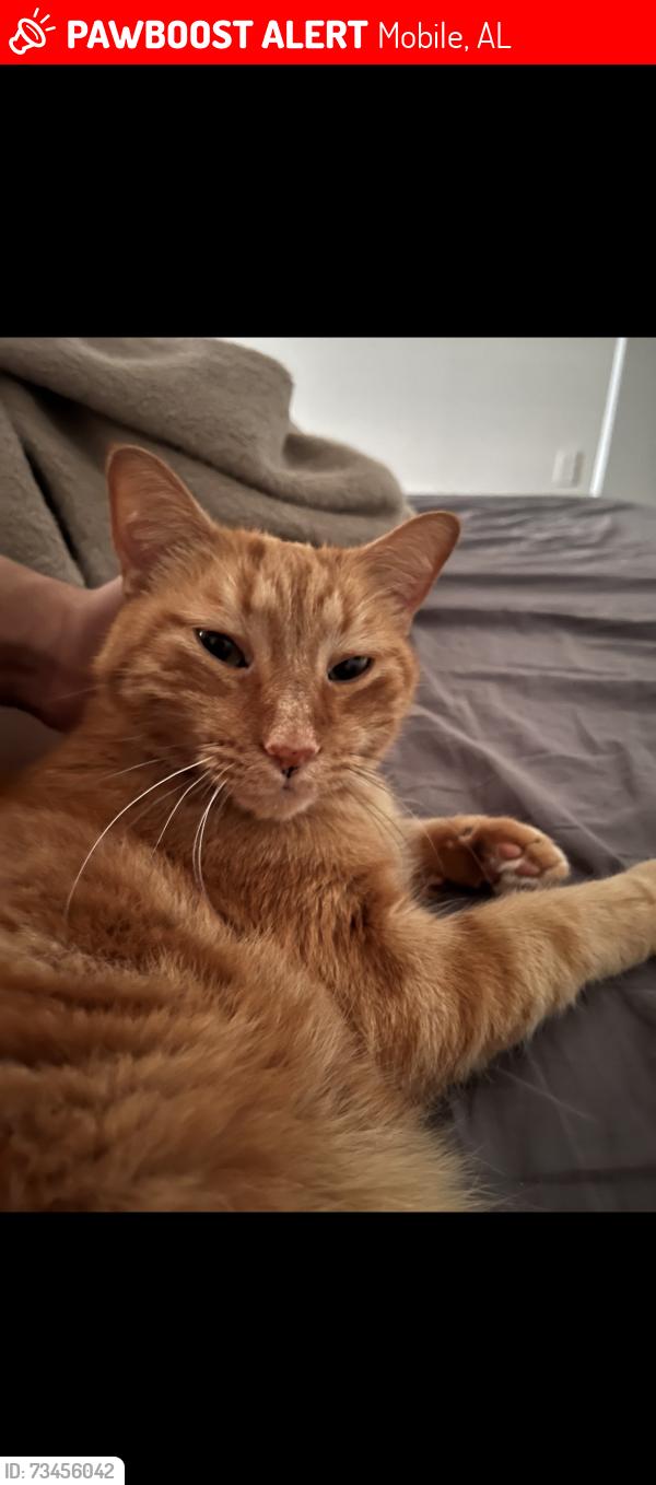 Lost Male Cat last seen michael blvd, Mobile, AL 36609