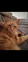 Lost Male Cat last seen michael blvd, Mobile, AL 36609