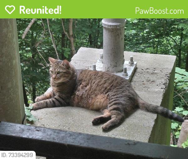 Reunited Female Cat last seen Taylor Street and MLKjr BLVD, Chapel Hill, NC 27516