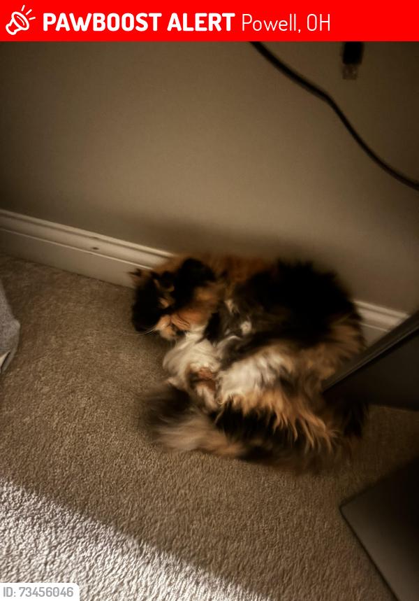 Lost Female Cat last seen Last since in our hse, Powell, OH 43065