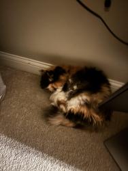 Lost Female Cat last seen Last since in our hse, Powell, OH 43065