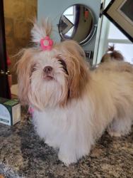 Lost Female Dog last seen Near 23rd Street, Ogden, UT 84401